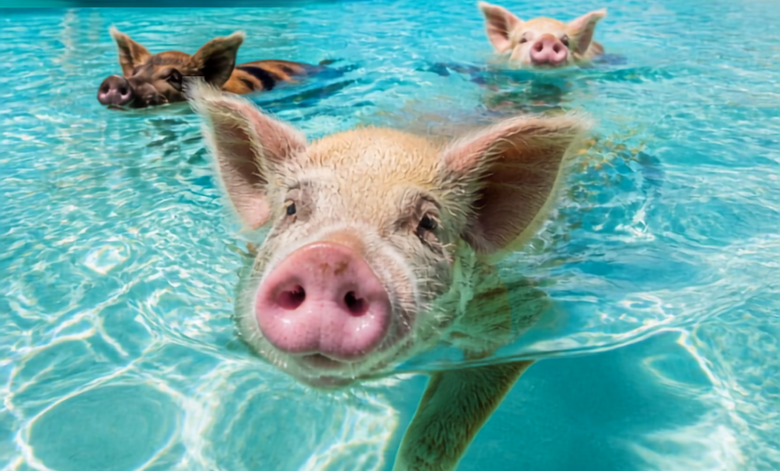 Take a Boat Excursion to Swim with the Pigs